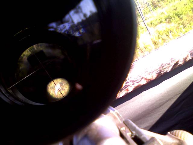 Deer seen through rifle scope, with crosshairs and illuminated reticle