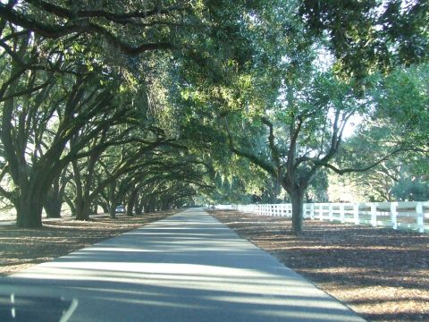 1976 Ford F-150 - A long, tree-lined road stretches into the distance, bordered by a white fence.