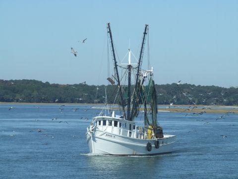 1976 Ford F-150 - A white fishing boat, identified as 'Josie X', navigates through the water, surrounded by numerous seagulls under a clear blue sky.
