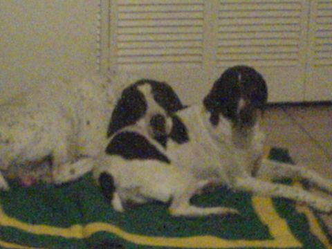 1901 Yugo Vega - Two dogs, one white with black spots and another mostly white with black markings, rest on a blanket with green and yellow stripes.