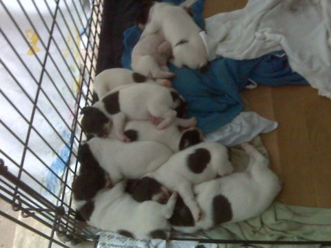 1901 Yugo Vega - Several puppies are piled together, sleeping inside a wire crate.