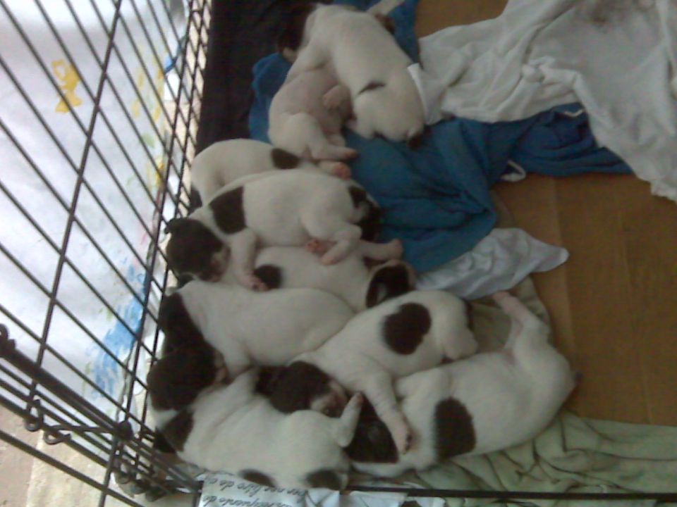Pile of puppies, some white with brown spots, sleeping in a metal crate