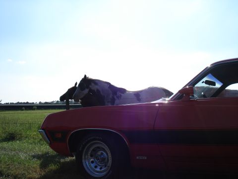 1970 Ford Ranchero - A red 1970 Ford Ranchero GT is parked in a grassy field next to two horses under a bright sky.
