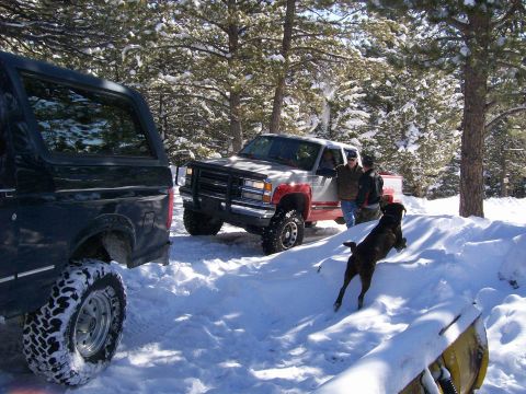 1979 Ford Bronco - A dog leaps over a snowy mound between two trucks in a wooded area.