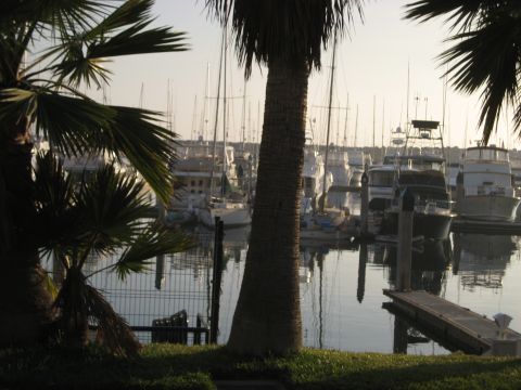 1996 Ford Bronco - A marina filled with docked boats, seen through palm fronds at sunrise.