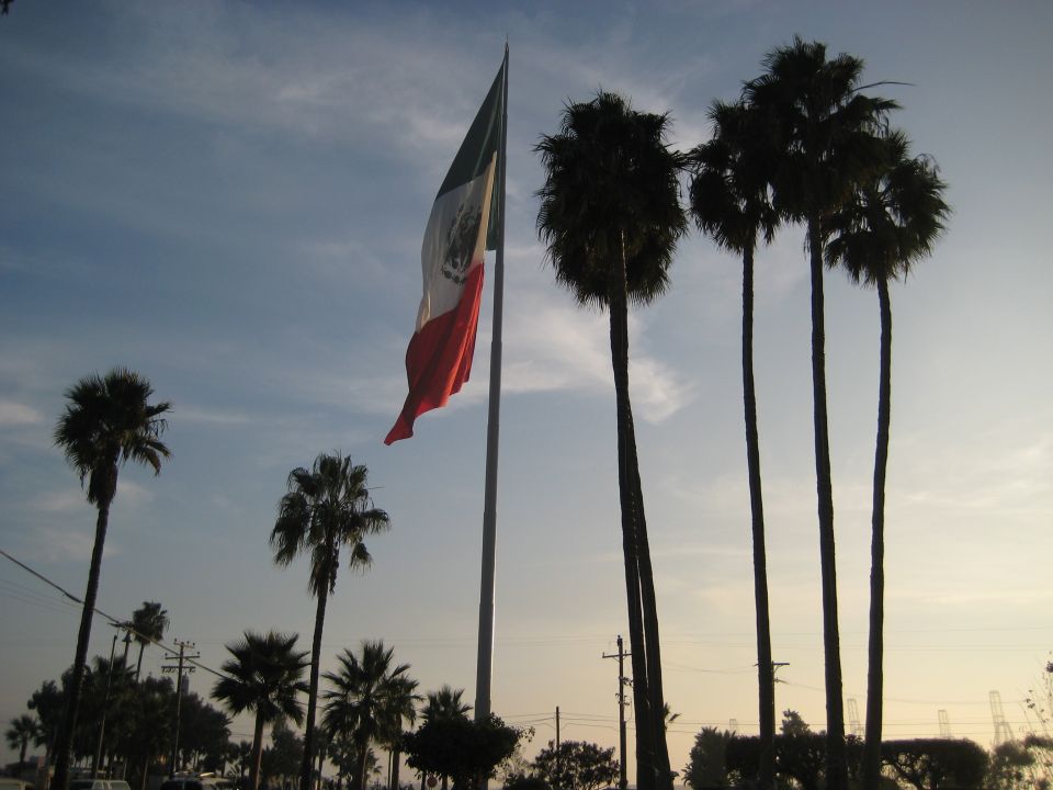 Mexican flag waving next to tall palm trees against a cloudy sky