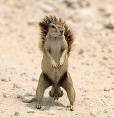1996 Ford Bronco - A curious ground squirrel stands alert in its natural, sandy habitat.