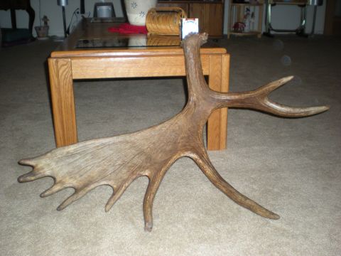 1974 Ford Ranchero - A set of moose antlers is displayed indoors, placed on a carpeted floor near a wooden table.