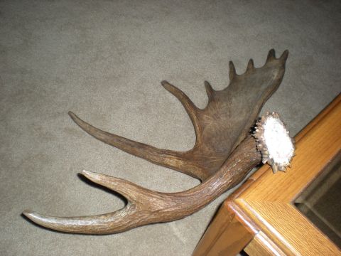 1974 Ford Ranchero - A pair of large moose antlers rests on a carpeted floor beside a wooden table.
