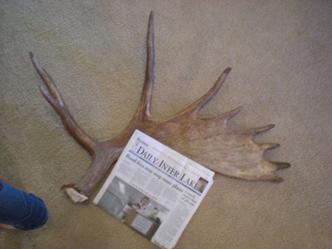 1974 Ford Ranchero - A pair of moose antlers rests on a carpeted surface next to a copy of the Daily Inter Lake newspaper.