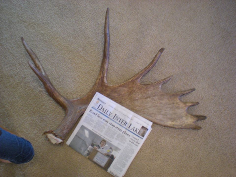 Moose antlers laid out with a newspaper titled 'Daily Inter Lake'