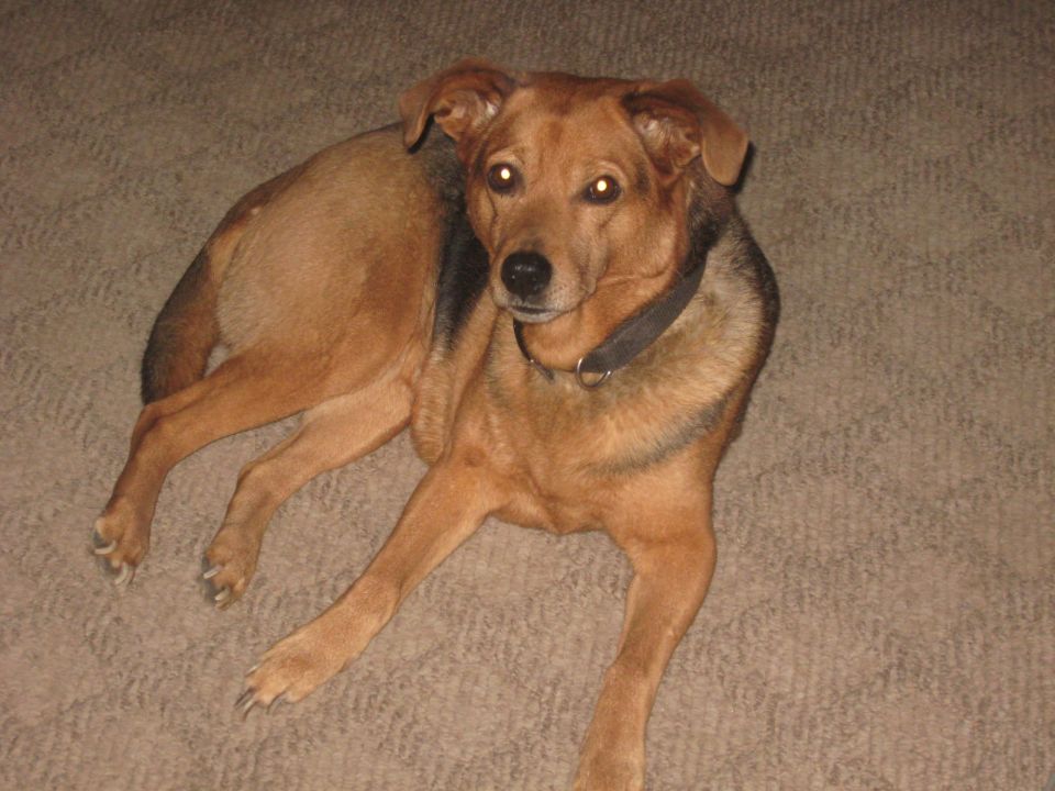 Brown and black dog lying on carpet looking at camera