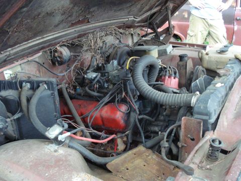 1984 Jeep J-10 - The engine compartment of a weathered Jeep shows signs of neglect, with debris accumulated under the hood.