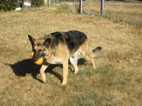 1978 Ford Bronco - A German Shepherd dog walks across a dry, grassy yard carrying two orange balls in its mouth.
