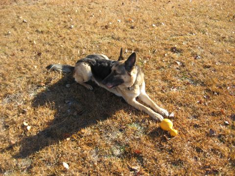 1978 Ford Bronco - A German Shepherd rests on a patch of dry grass, its yellow toy nearby.