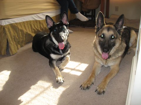 1978 Ford Bronco - Two German Shepherd dogs are resting on a carpeted floor indoors, with sunlight casting shadows.