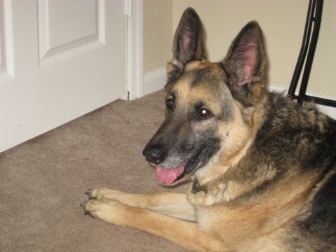 1978 Ford Bronco - A German Shepherd dog rests on a carpeted floor next to a white interior door, with its tongue slightly out.