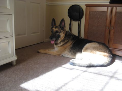 1978 Ford Bronco - A German Shepherd dog rests on the carpet, bathed in sunlight from a nearby window.