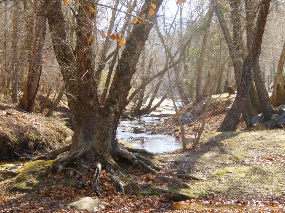 Bare trees and exposed roots beside a small creek in winter woods