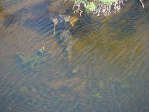 1978 Ford Bronco - An alligator is partially submerged in shallow water, with its body visible just below the surface.