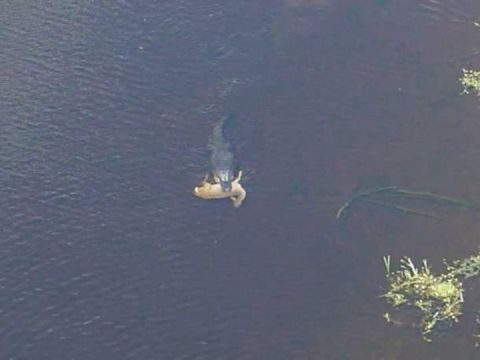 1978 Ford Bronco - An alligator is seen in the water with its prey.