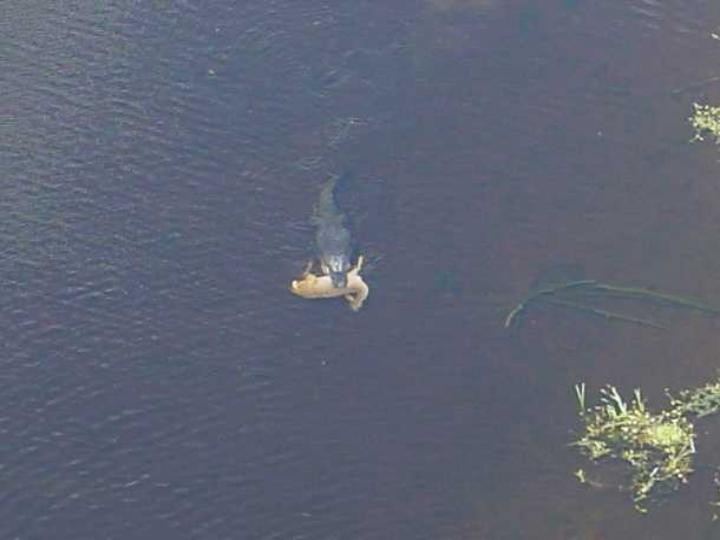 Alligator in dark water with prey, Supermotors.net logo in lower right
