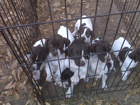 1901 Yugo Vega - Several young German Shorthaired Pointers are contained within a black wire crate.