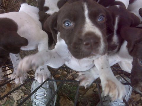 1901 Yugo Vega - A group of puppies with distinctive blue eyes are looking up, with one reaching out towards the camera.