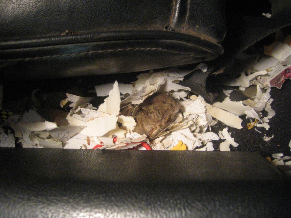 Mouse in a shredded-paper nest between black vinyl seat cushions of a vehicle interior