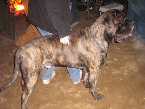 1990 Ford Bronco - A large brindle mastiff dog stands near a campfire with people in the background.