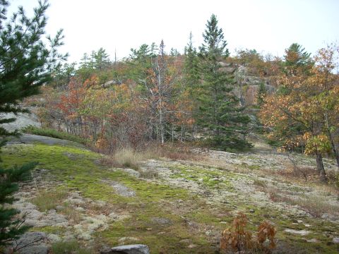 2000 Chevrolet Tahoe - A natural landscape scene a moss-covered rocky hillside with scattered trees in autumn colors.