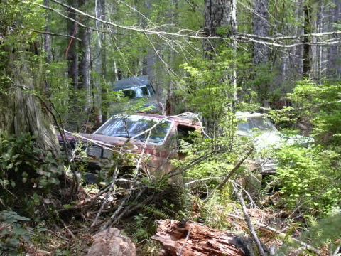 1991 Ford Bronco - Multiple derelict vehicles are scattered throughout a wooded area, partially obscured by trees and foliage.