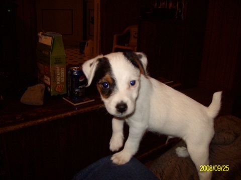 1988 Ford Bronco - A young puppy with distinctive markings on its face poses for a photo indoors.