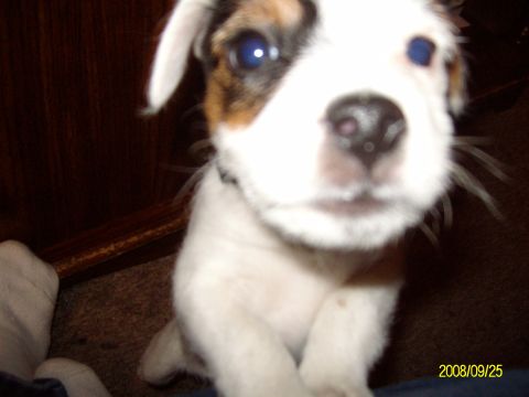 1988 Ford Bronco - A puppy looks directly at the camera with its blue eyes.