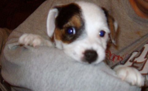 1988 Ford Bronco - A cute puppy with striking blue eyes is held by someone wearing a gray sweater, with a Supermotors logo visible at the bottom.