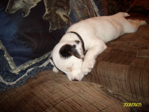 1988 Ford Bronco - Puppy sleeps on couch with wolf blanket. Supermotors.net watermark visible.