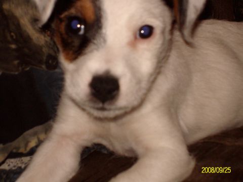 1988 Ford Bronco - Close-up portrait of a white terrier-type puppy with brown and black facial markings lying on a blanket, looking at the camera; date stamp…