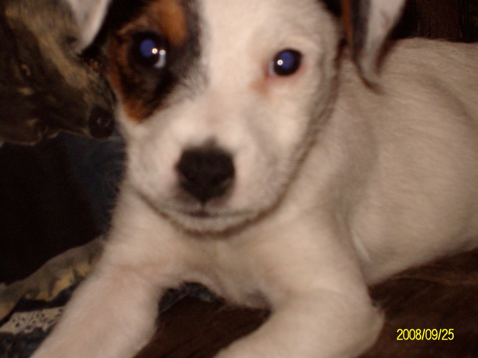White puppy with brown face markings lying on a blanket