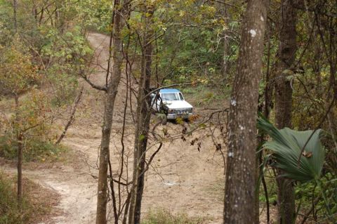1982 Ford F-100 - A white pickup truck navigates a wooded trail.