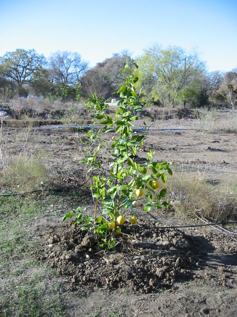 1996 Ford Bronco - A small lemon tree, supported by a stake, bears fruit in a rural setting.