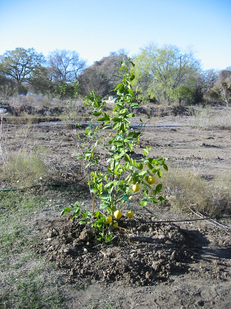 Young lemon tree with several yellow fruits growing in a dry, outdoor area with sparse vegetation and trees in the background