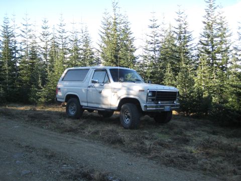 1980 Ford Bronco - A white Ford Bronco sits parked on a dirt path surrounded by a dense forest of pine trees.