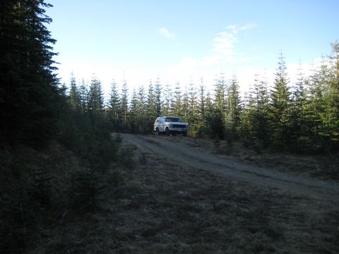 1980 Ford Bronco - A white 1980 Ford Bronco drives on a dirt road through a dense forest.