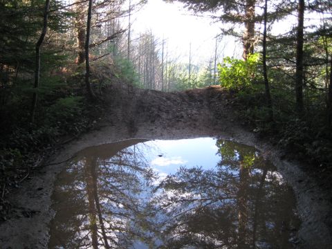 1980 Ford Bronco - A muddy forest road with a large puddle, reflecting the trees and sky above.