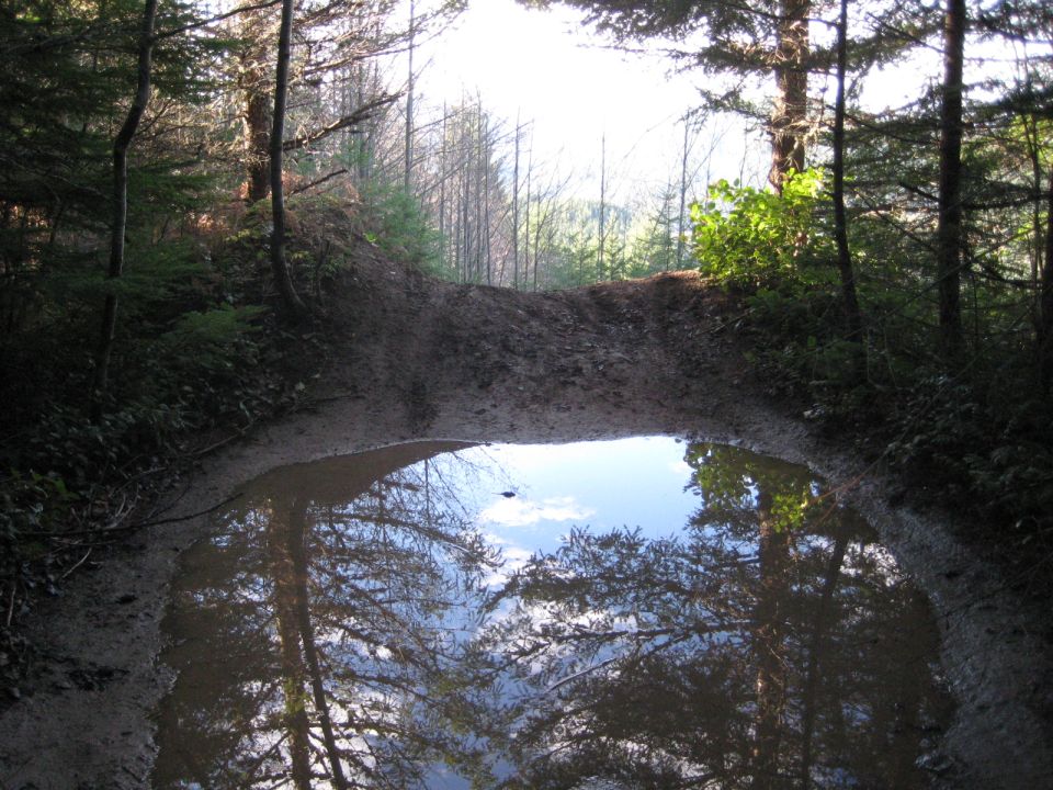 Muddy forest road with a large puddle reflecting trees and sky