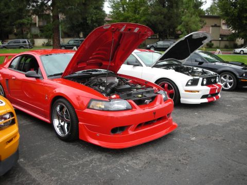 1998 Ford Crown Victoria - Several Ford Mustangs are lined up with their hoods open, displaying their engines.
