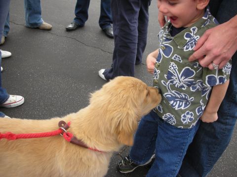 1998 Ford Crown Victoria - A golden retriever puppy playfully interacts with a young child, surrounded by onlookers.