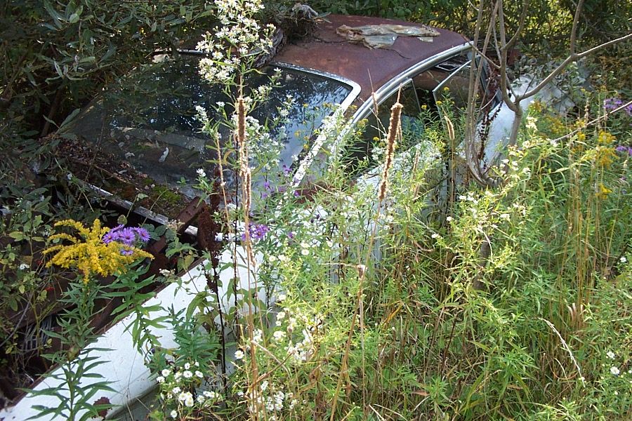 White rusted-roof sedan abandoned in tall goldenrod and wildflowers at a junkyard
