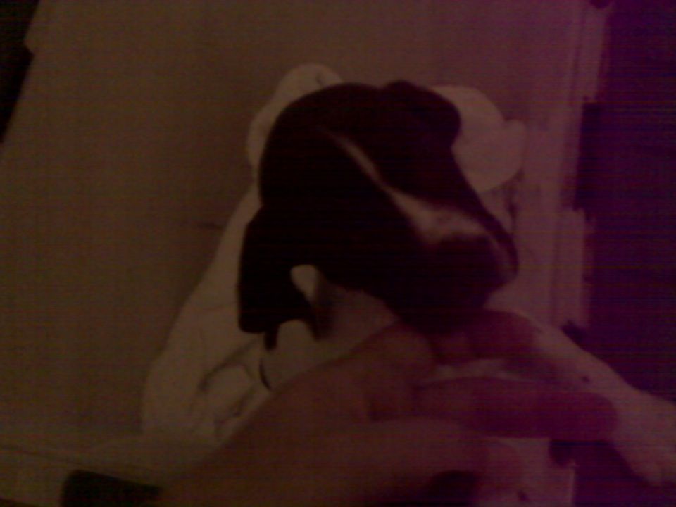 A dark colored animal with white markings being held by a hand.