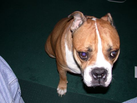 2000 Ford Crown Victoria - A brown and white dog with a white blaze on its face sits on a green carpet.